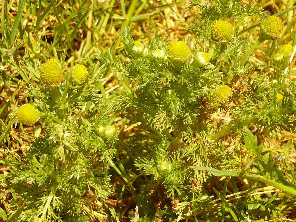 Matricaria discoidea (Asteraceae)
